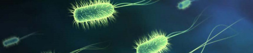 Prezentace :: Mikrobiologie
